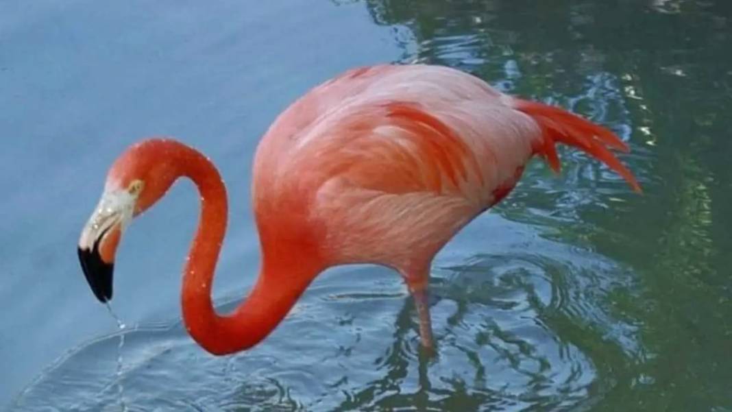 Göksu Deltası Renk Cümbüşüne Sahne Oluyor: 334 Kuş Türü Bir Arada! 2